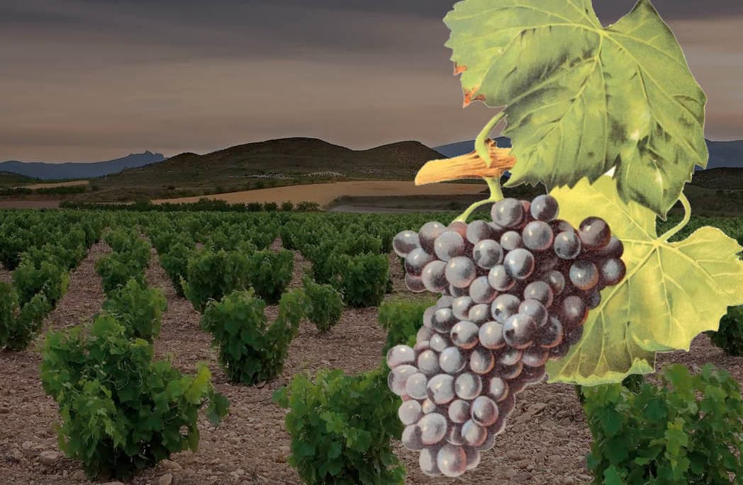 GARNACHA, GRENACHE: o que você sabe sobre a uva?